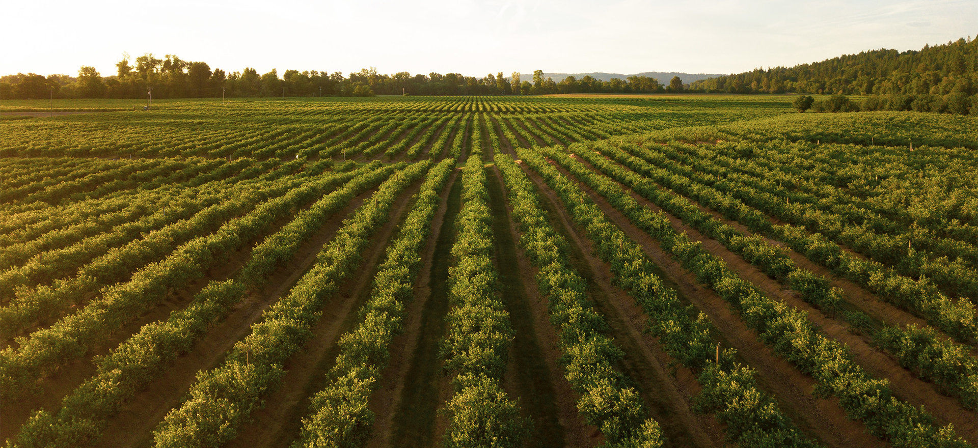 Agriculture Fields