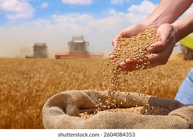Grain Harvest