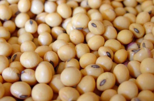 Soybean